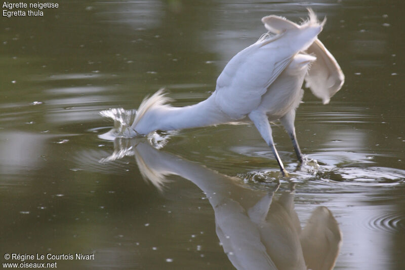 Aigrette neigeuse