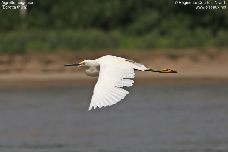 Snowy Egretadult, Flight