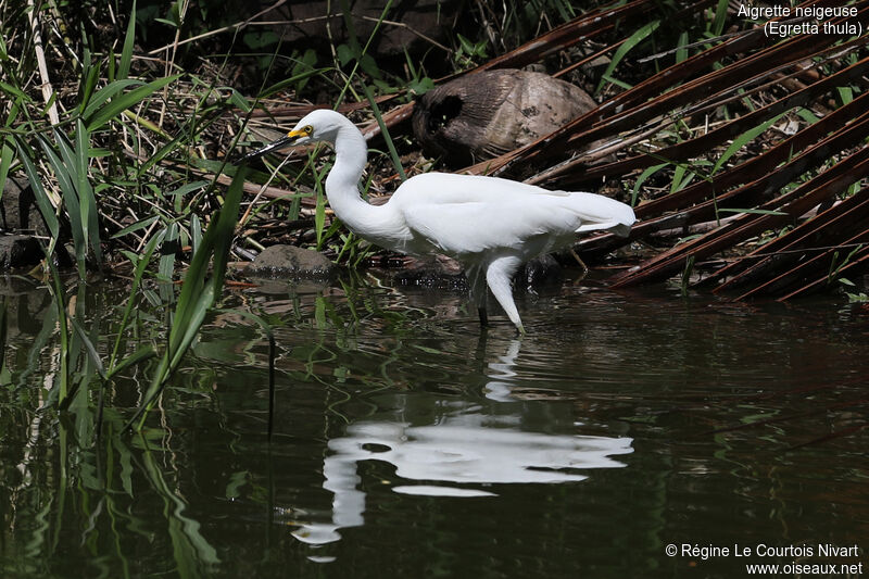 Aigrette neigeuse