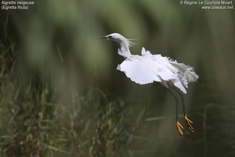 Aigrette neigeuse