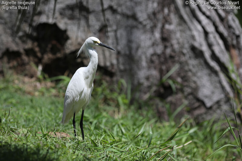 Aigrette neigeuse