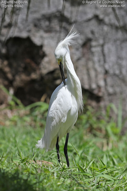 Aigrette neigeuse