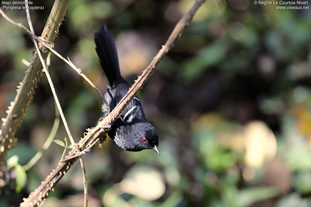 Alapi demoiselle mâle adulte