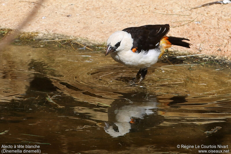 White-headed Buffalo Weaver