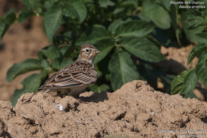 Eurasian Skylark