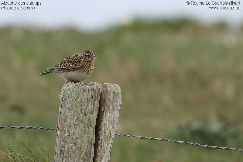 Eurasian Skylark