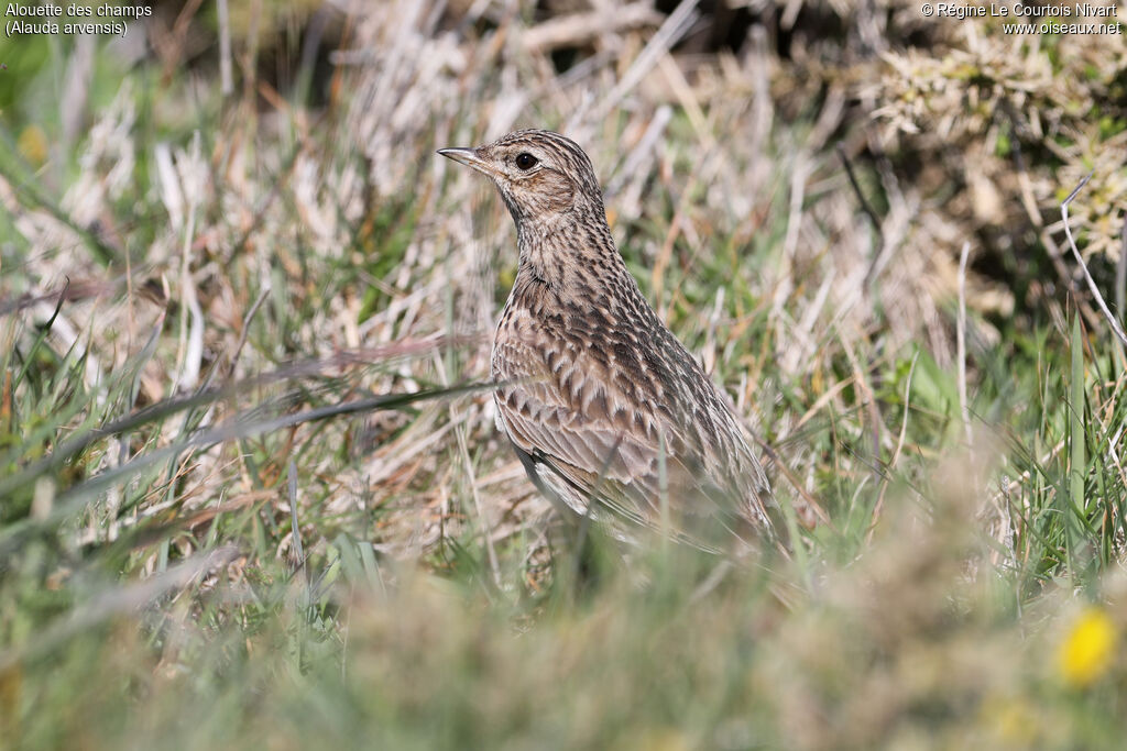 Alouette des champs