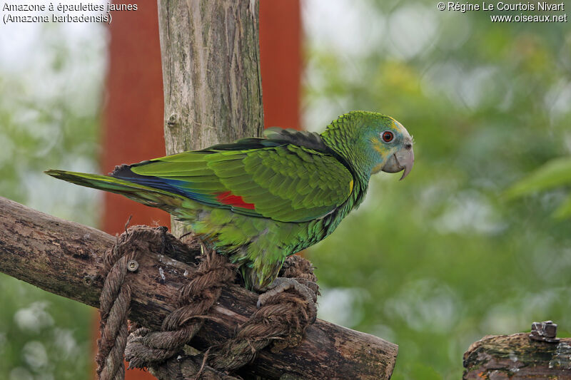 Yellow-shouldered Amazon