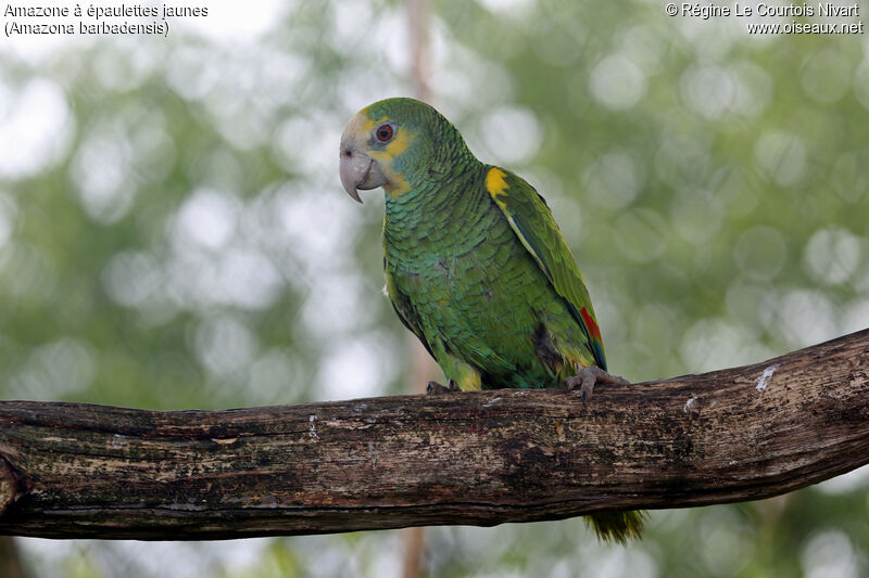 Amazone à épaulettes jaunes