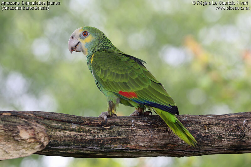 Yellow-shouldered Amazon