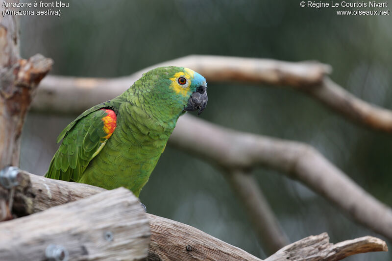 Turquoise-fronted Amazon