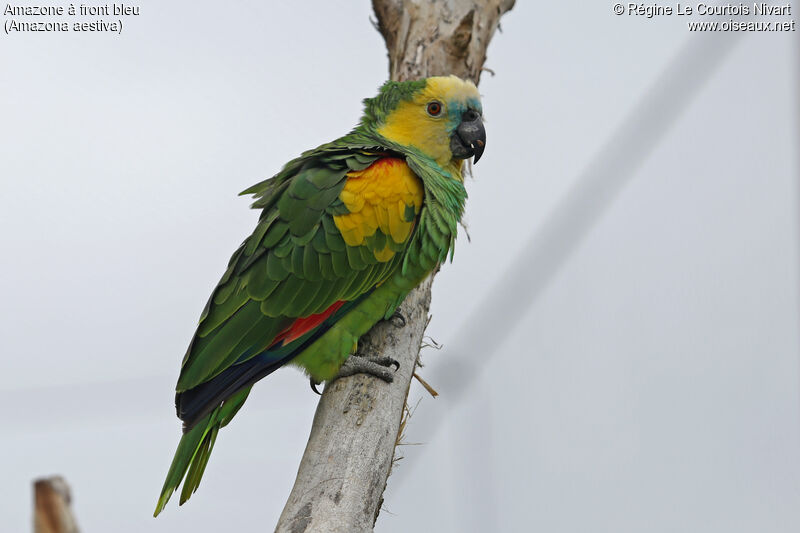 Turquoise-fronted Amazon