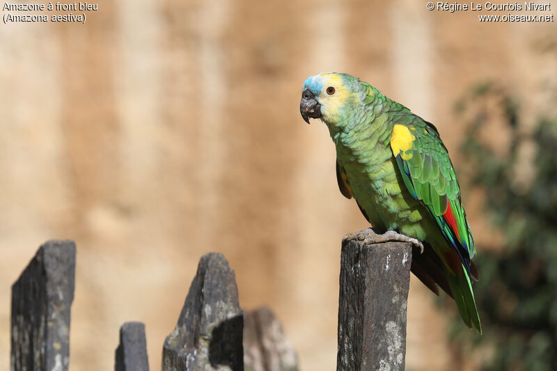 Amazone à front bleu