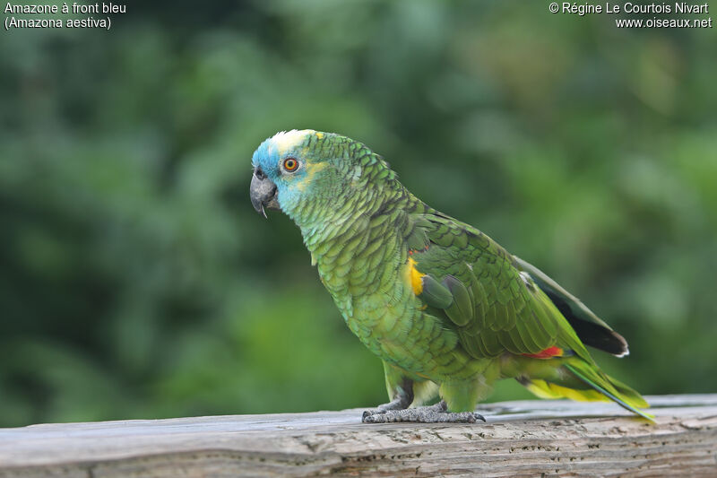 Turquoise-fronted Amazon