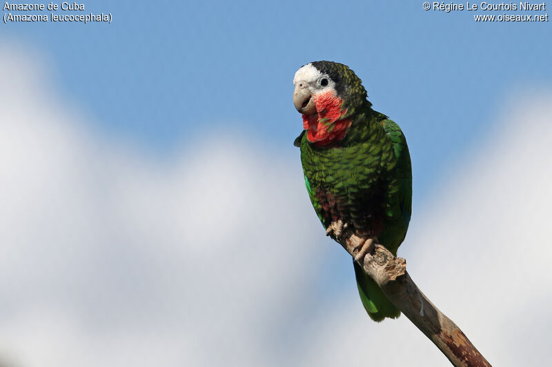 Cuban Amazon