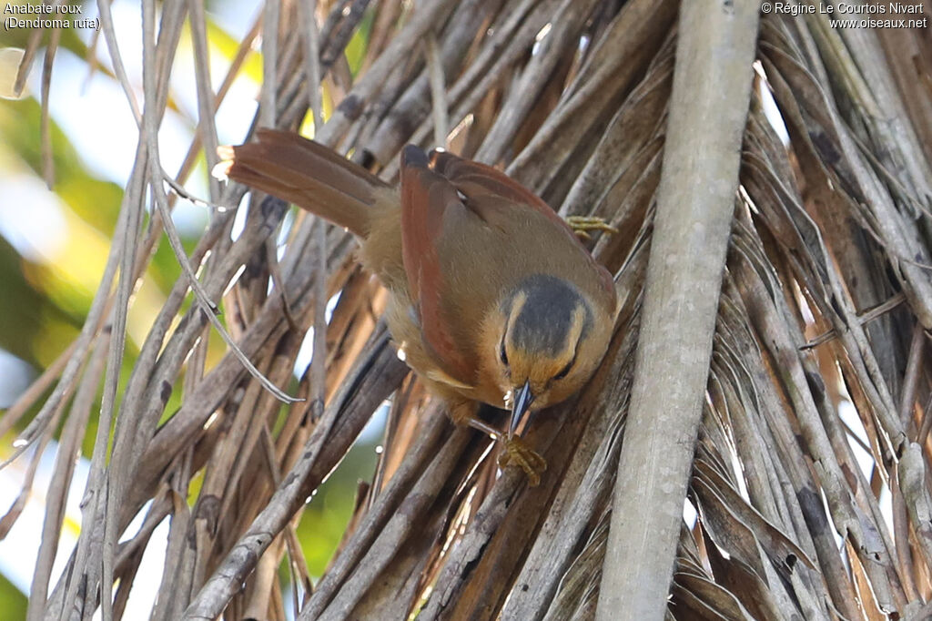 Buff-fronted Foliage-gleaner