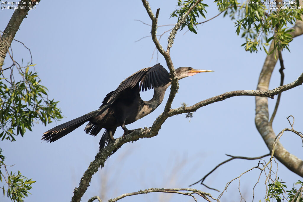 Anhinga d'Amérique