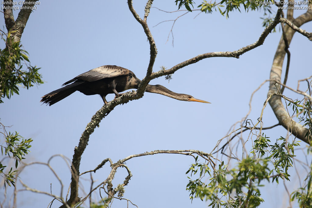 Anhinga d'Amérique