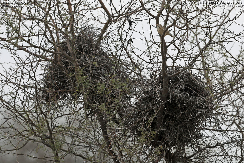 Firewood-gatherer, habitat, Reproduction-nesting