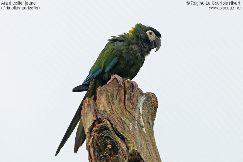 Golden-collared Macaw