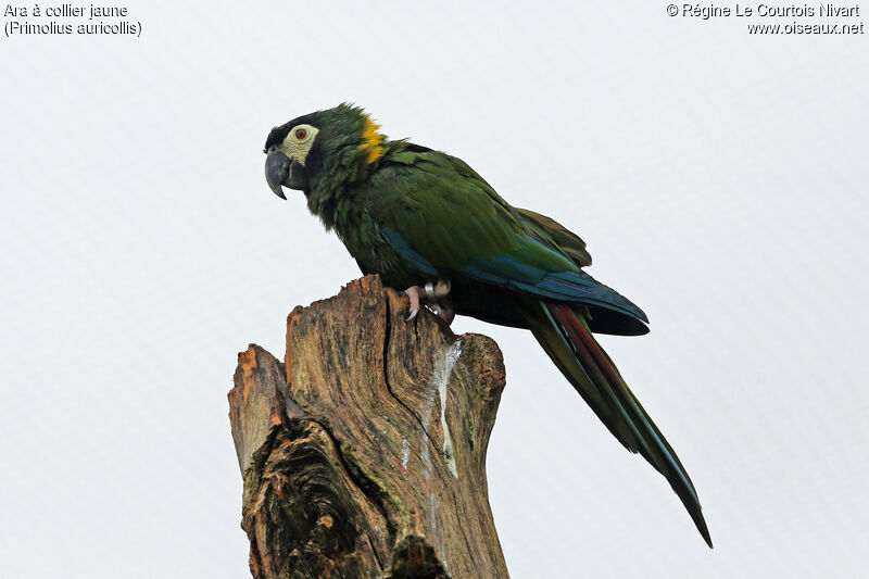 Golden-collared Macaw