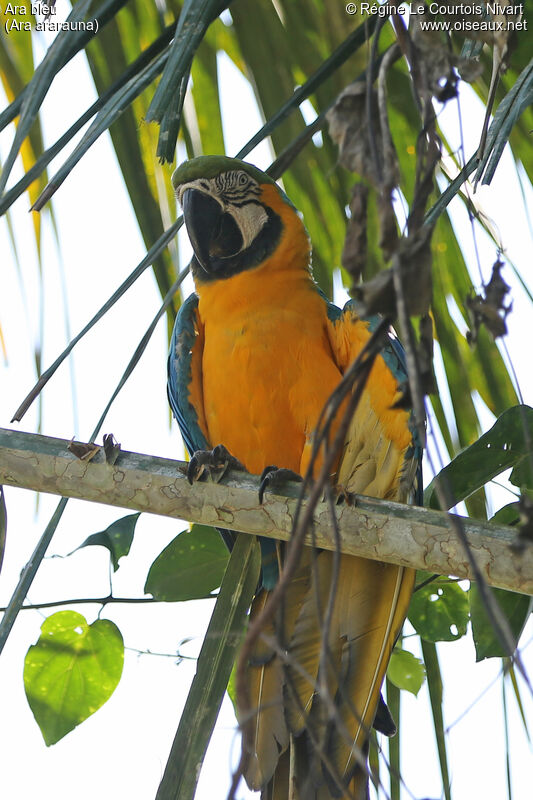 Blue-and-yellow Macaw