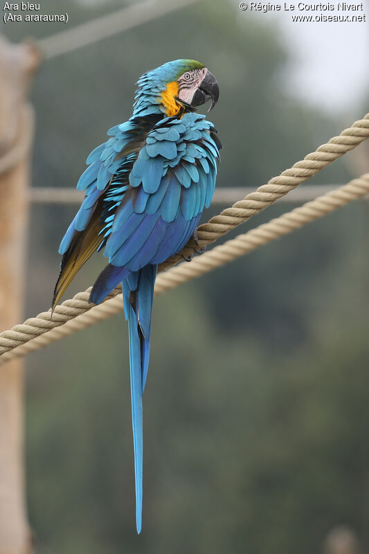 Blue-and-yellow Macaw