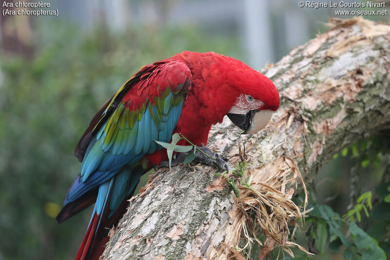 Red-and-green Macaw