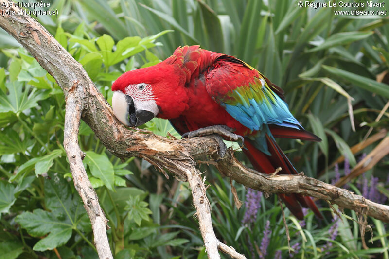 Red-and-green Macaw