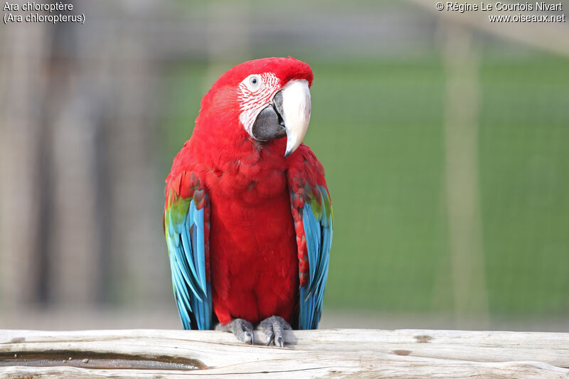 Red-and-green Macaw