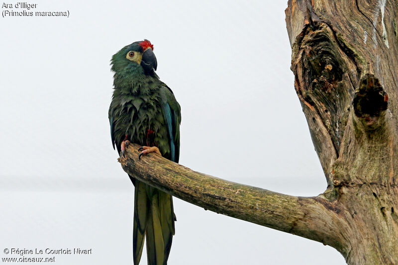 Blue-winged Macaw