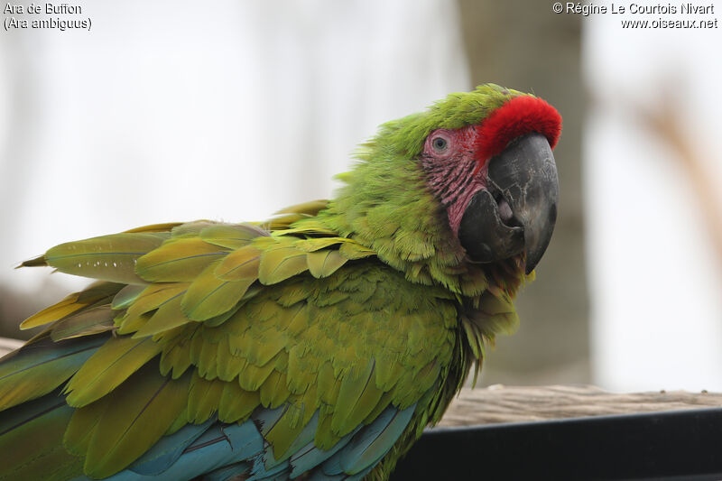 Great Green Macaw