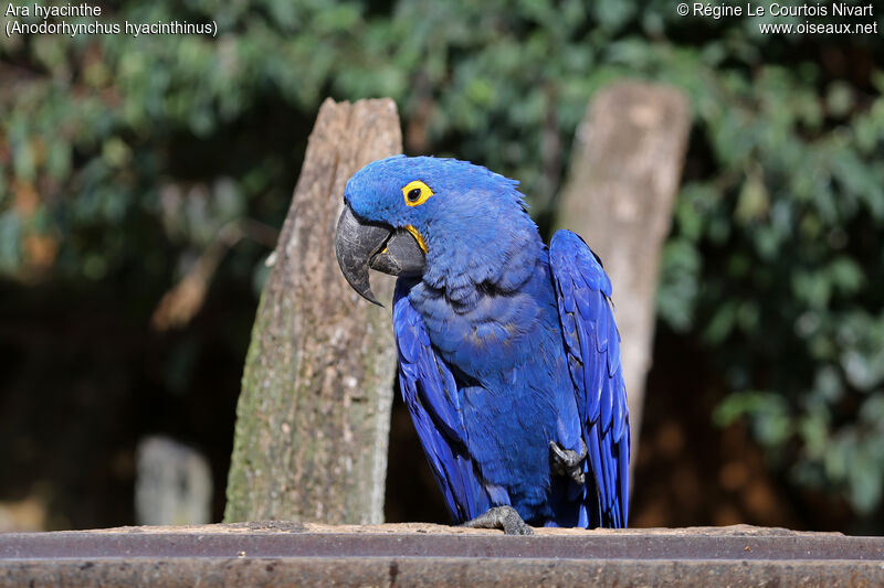 Hyacinth Macaw