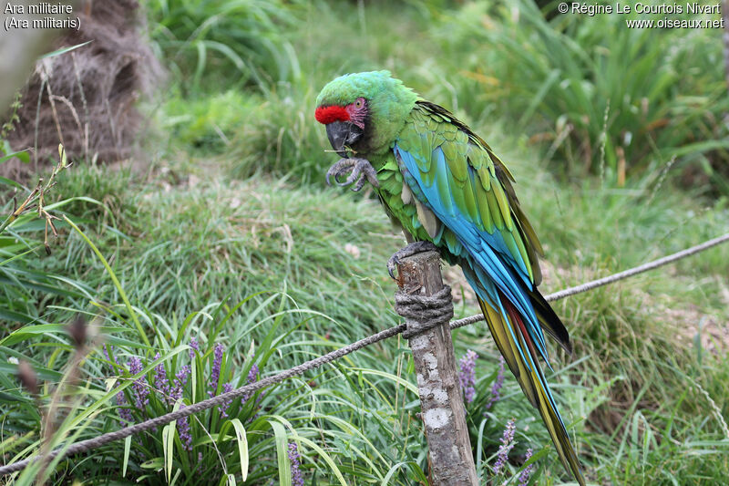 Military Macaw