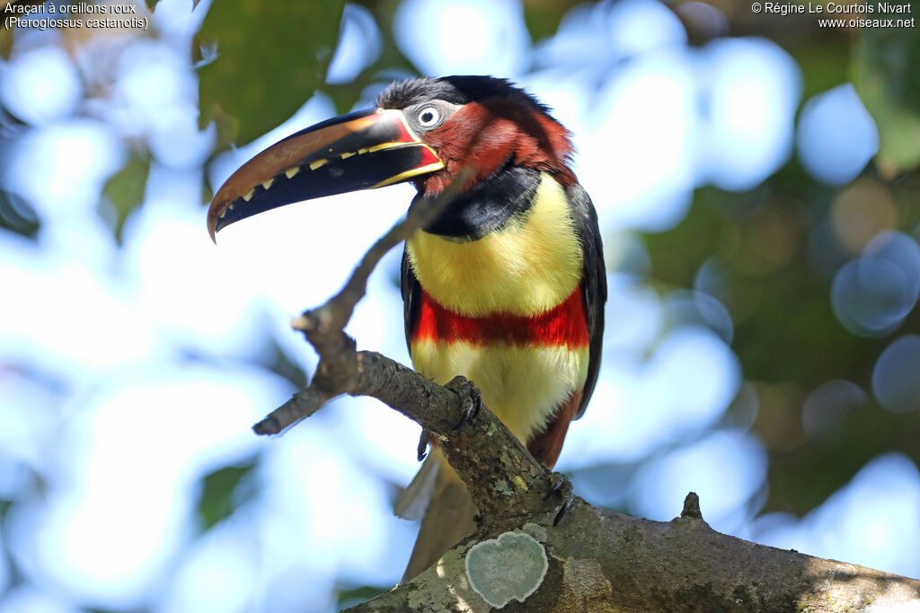 Chestnut-eared Aracari