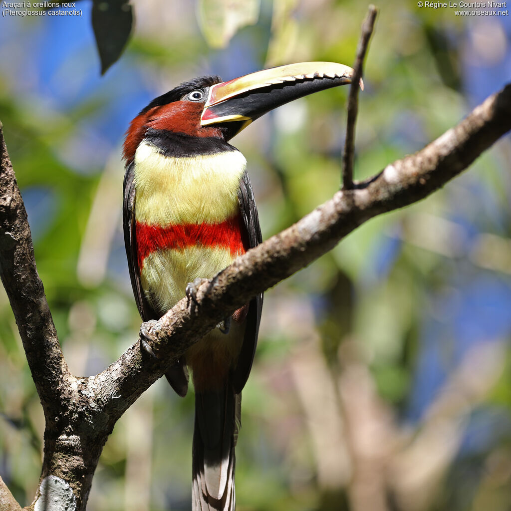 Chestnut-eared Aracari