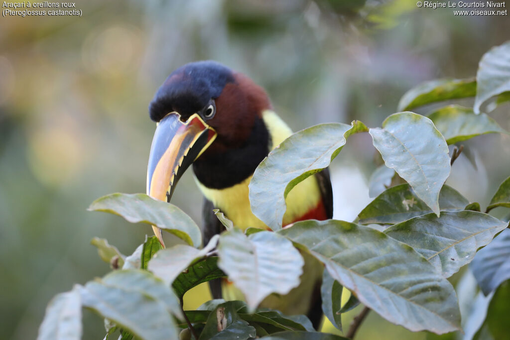 Chestnut-eared Aracari