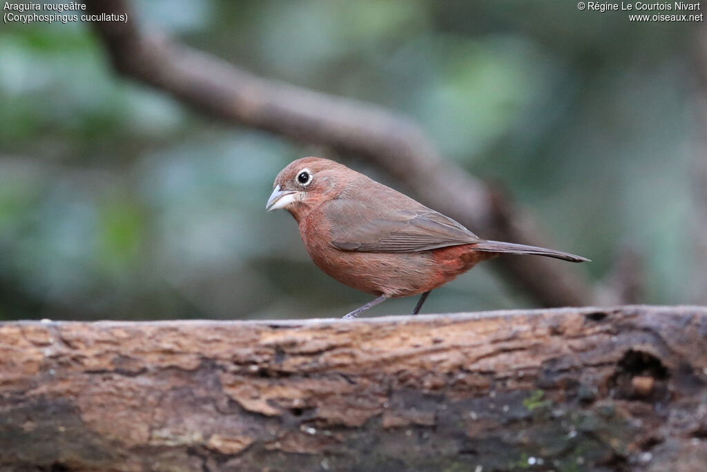 Red Pileated Finch