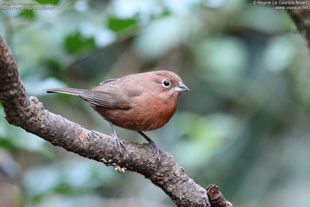 Red Pileated Finch