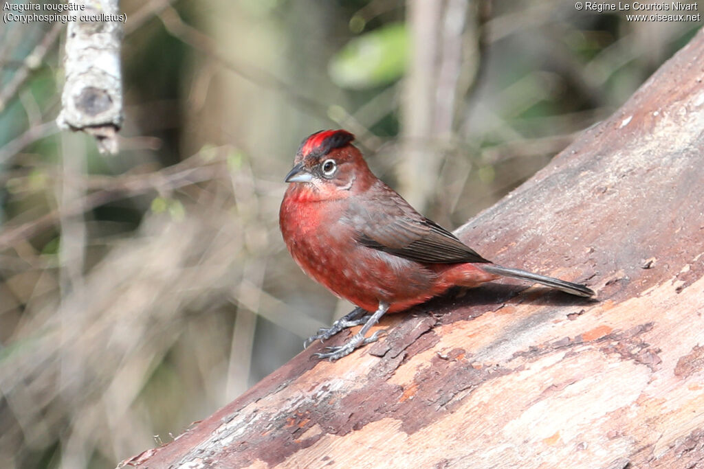 Araguira rougeâtre mâle, identification