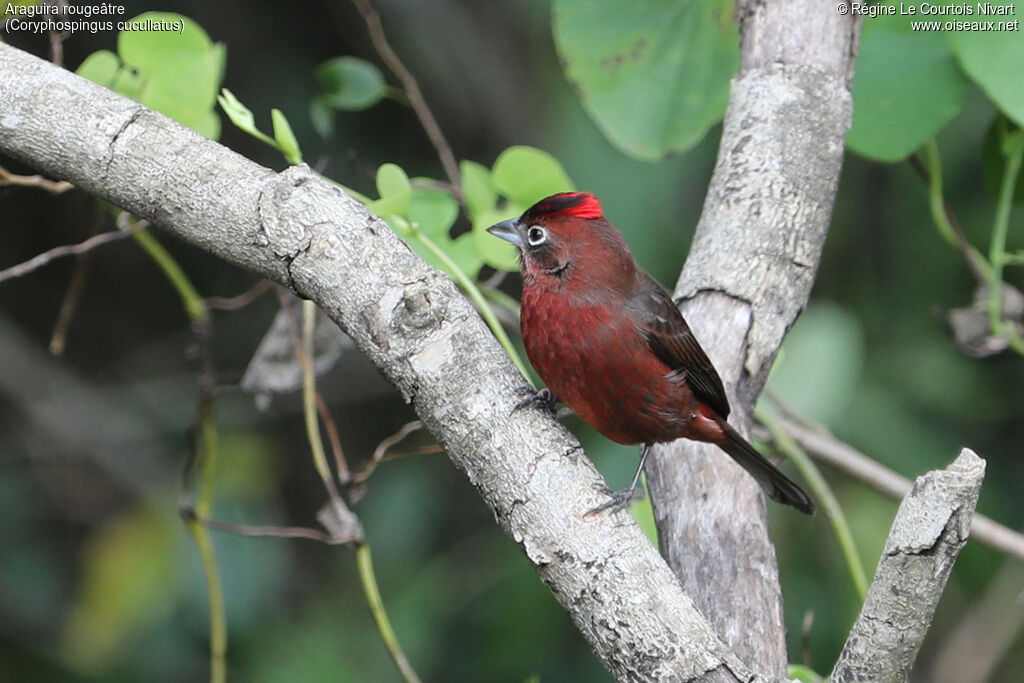 Araguira rougeâtre mâle, identification