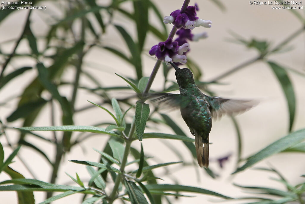 Green-and-white Hummingbird