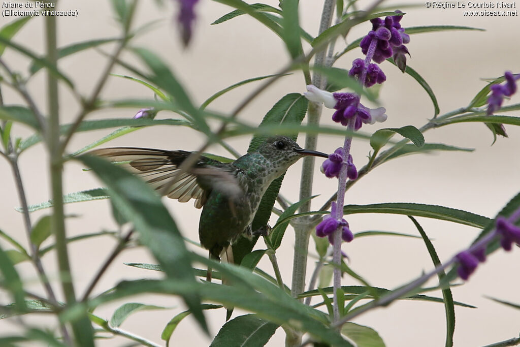 Green-and-white Hummingbird