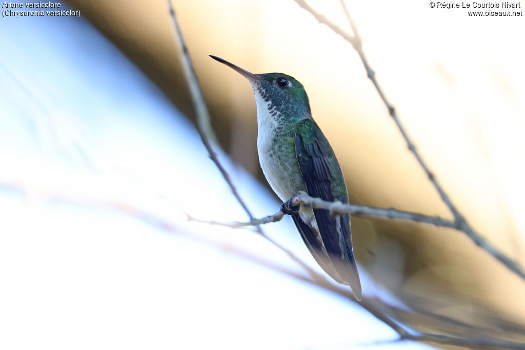 Versicolored Emerald