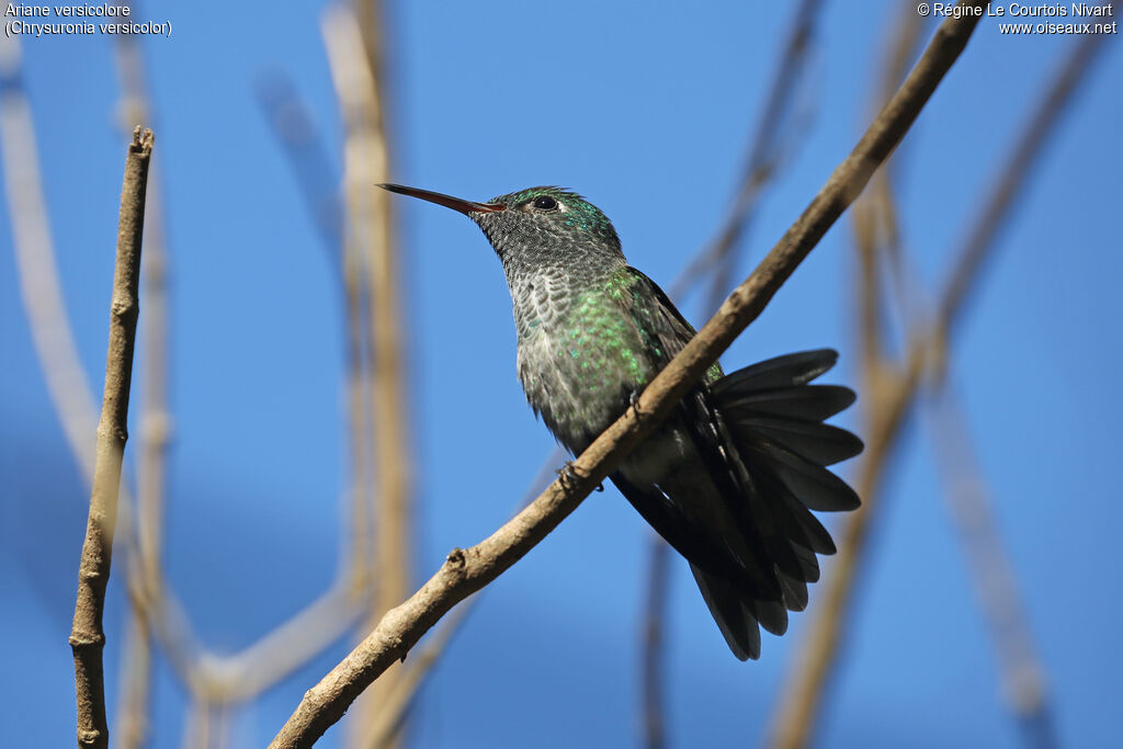 Versicolored Emerald
