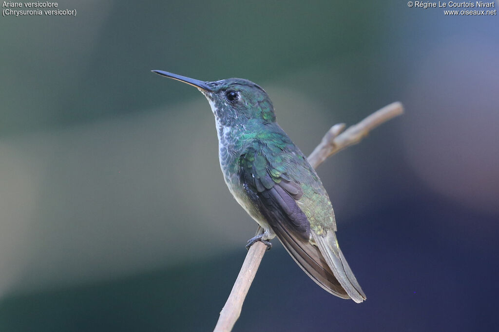 Versicolored Emerald
