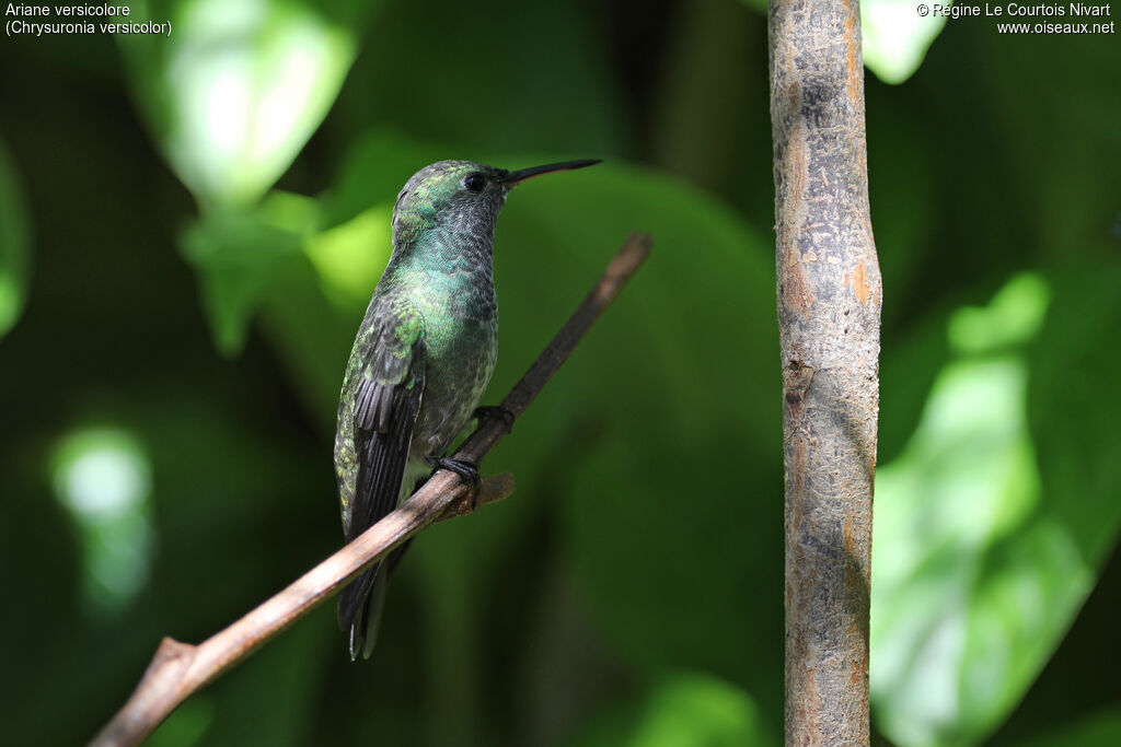 Versicolored Emerald
