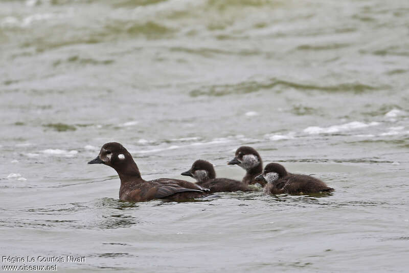 Harlequin Duck, swimming, Reproduction-nesting