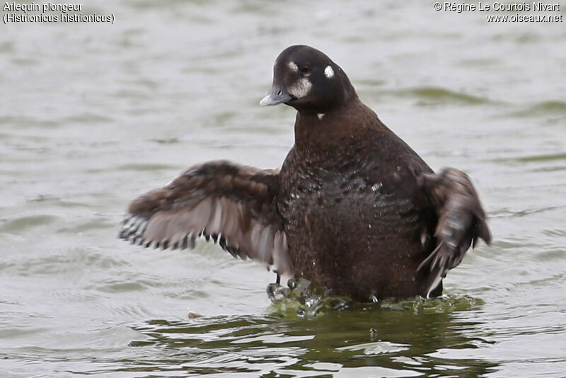 Harlequin Duck male adult post breeding