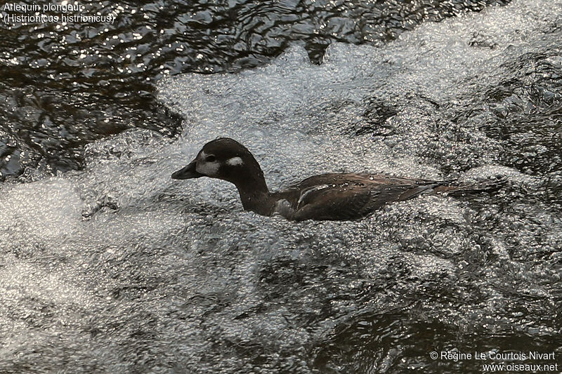 Arlequin plongeur